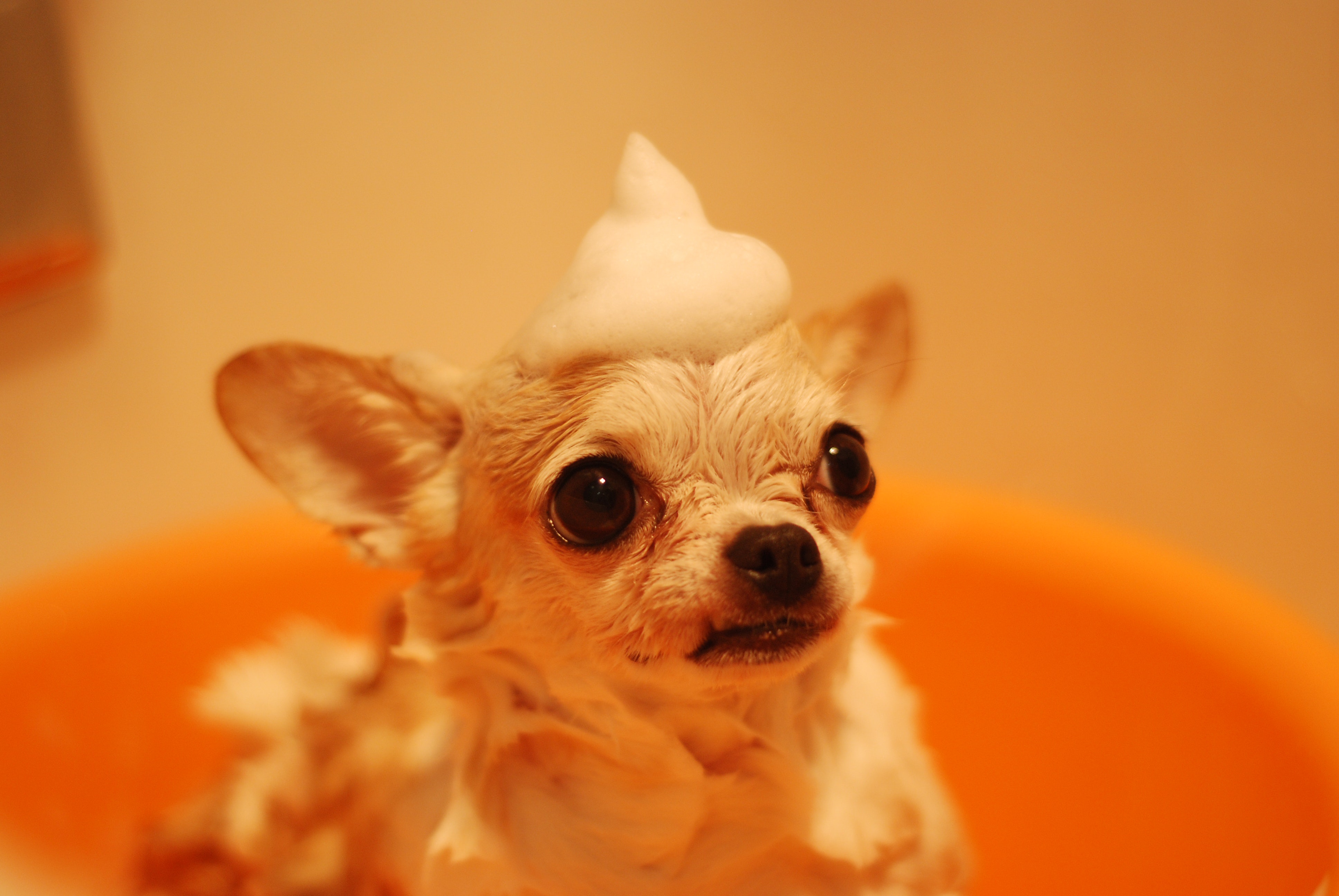 Just 4 Paws